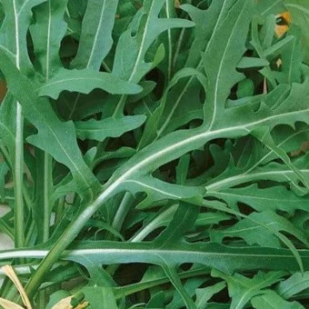 5013D Двурядник тонколистный Стрелы Купидона 0,5гр