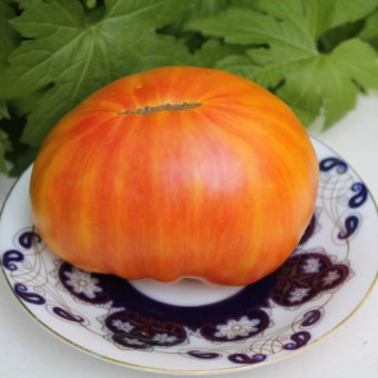 7111T Томат Жёлтые полосы Кармеллы 10шт