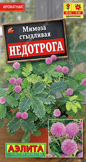 1648A Мимоза Недотрога 10 шт