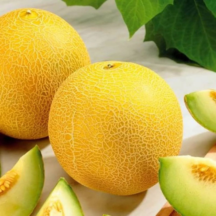 5014D Дыня Дина 5шт 5014D Дыня Дина 5шт