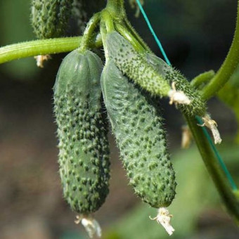 5151D Огурец  Прогресс F1 5шт