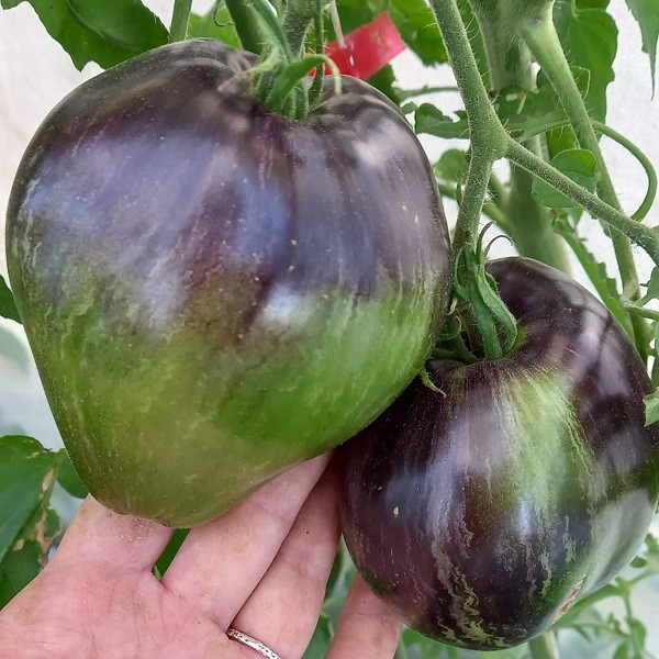 7009T Томат Восставший звездный истребитель ВТ16 10шт 7009T Томат Восставший звездный истребитель ВТ16 10шт