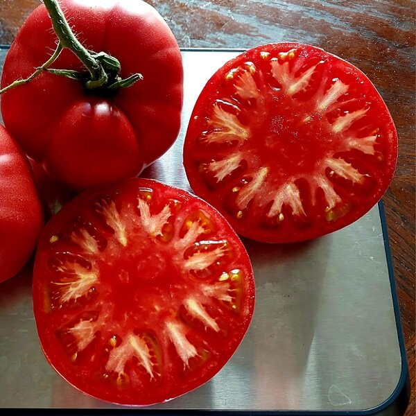 7112Т Томат Загорско воловье око 10шт 7112Т Томат Загорско воловье око 10шт