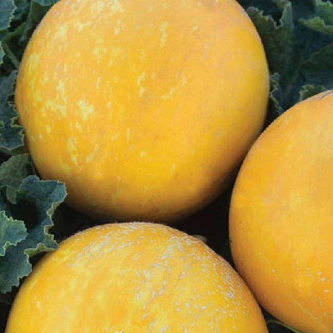 5015D Дыня Золотой шар 5шт 5015D Дыня Золотой шар 5шт