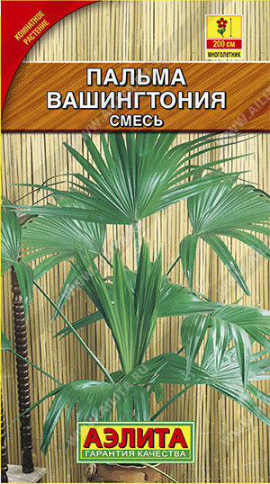 1651A Пальма Вашингтония робуста 2шт