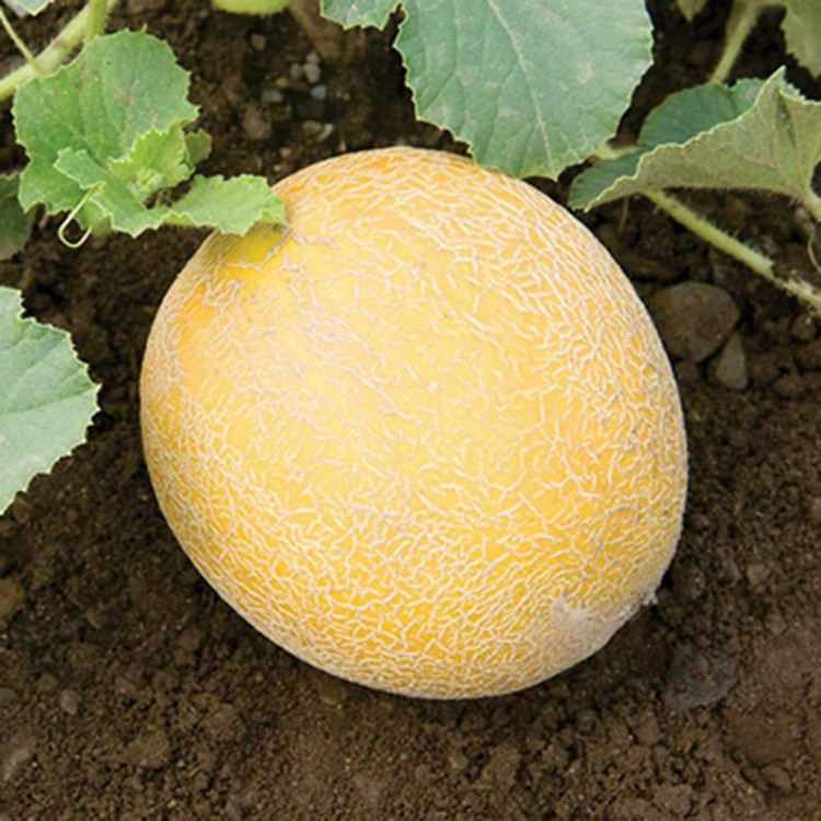 5016D Дыня Идиллия 5шт 5016D Дыня Идиллия 5шт